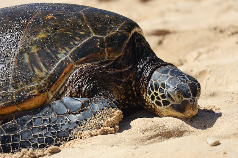 Kahuku beach wildlife