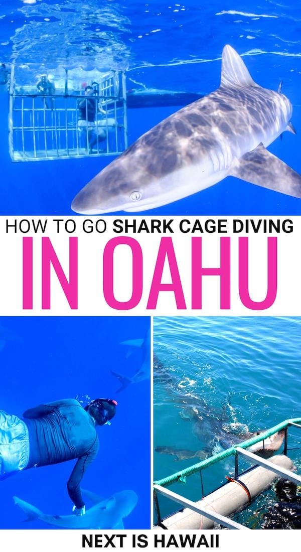 Are you looking for the best shark cage diving in Oahu tours? This guide discloses them - and also tells you what to expect on your first shark cage dive! | Oahu shark cage diving | Tours in Oahu | Shark cage dive Oahu | Shark dive Oahu | North Shore shark cage diving | North Shore beaches " Things to do in Oahu | Oahu day trips | Oahu excursions | Things to do in Haleiwa | How to see sharks in Oahu | Oahu itinerary