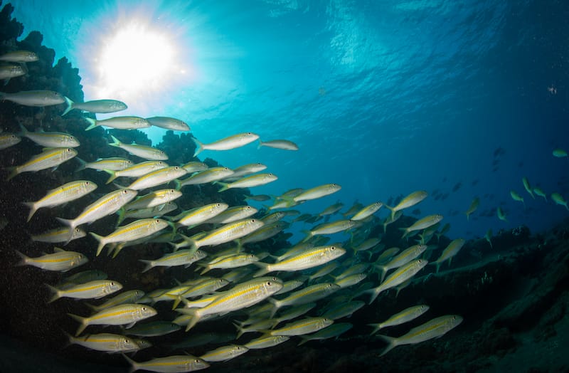 One Ali’i Beach Park is a great place for snorkeling