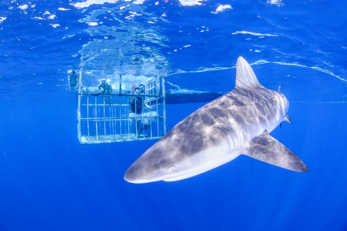 Shark cage diving in Oahu