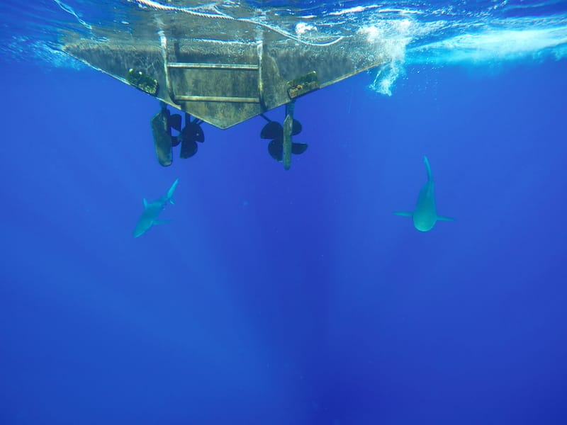 Shark diving in Oahu