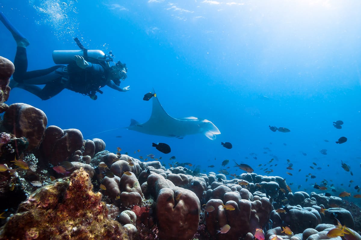 Diving with manta rays. on the Big Island of Hawaiʻi