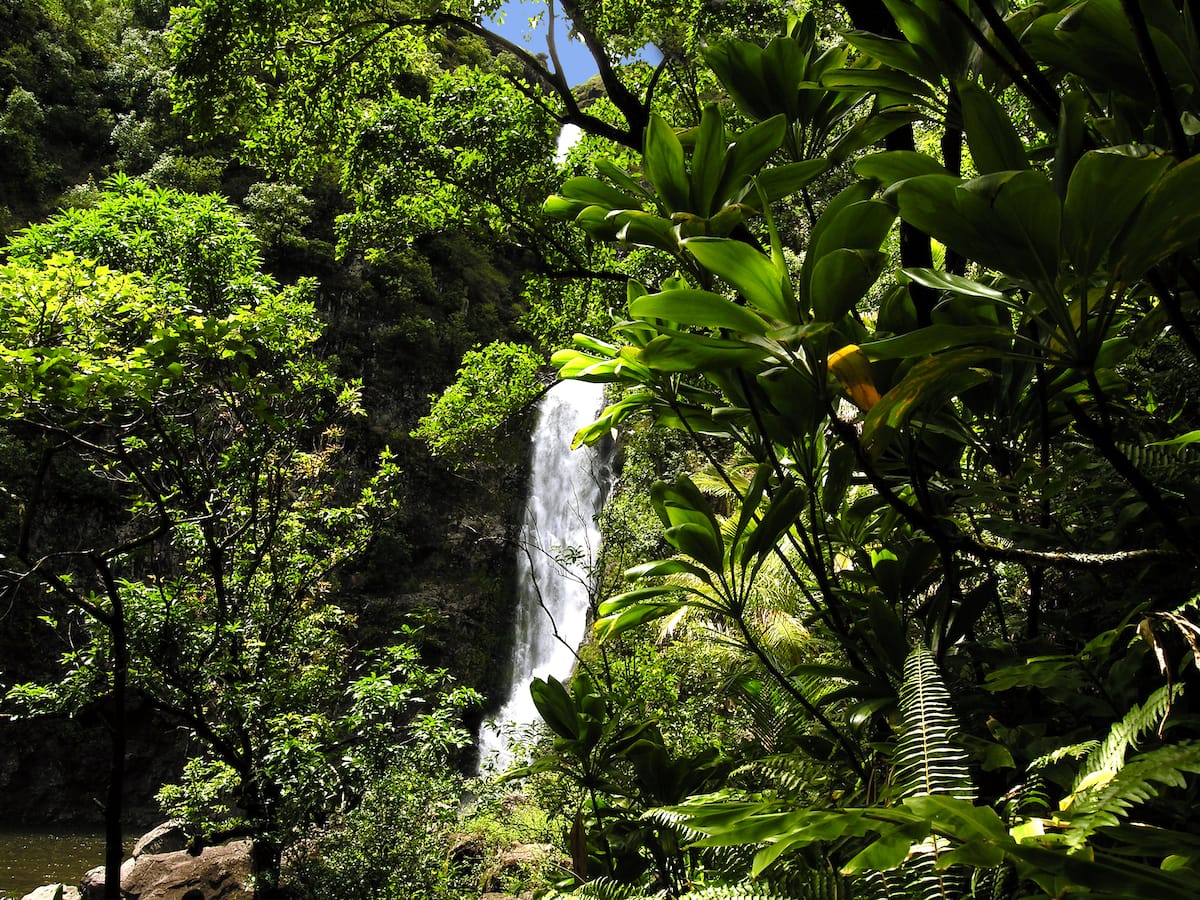 Halawa Valley Cultural Hike