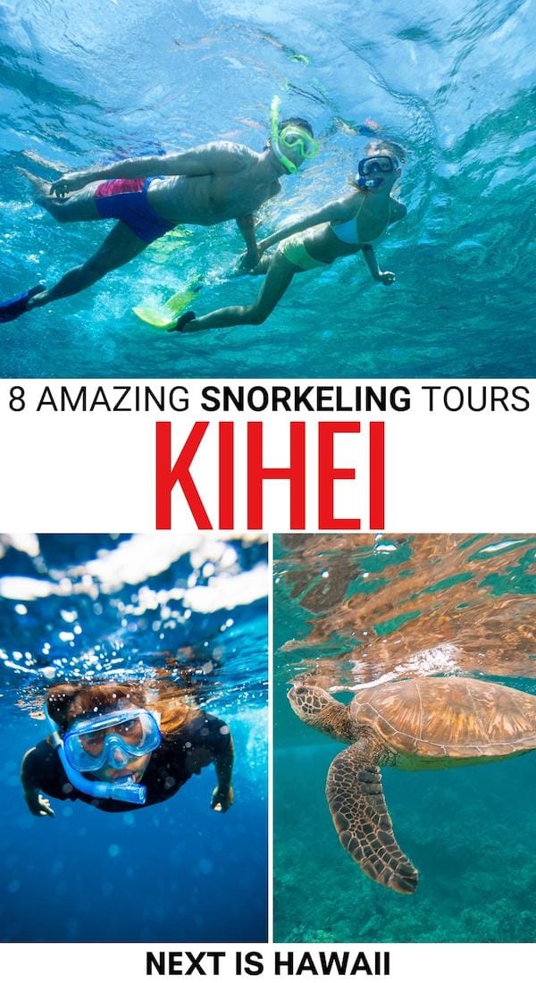 There are many places to go snorkeling in Kihei and this guide details a list of Kihei snorkeling tours that are worth your money! Click to learn more! | Kihei snorkeling spots | Where to go snorkeling in Kihei | Best snorkeling in Kihei | Turtle town snorkeling | Snorkeling in Maui | Maui activities | Maui tours | What to do in Maui | Things to do in Kihei | Kihei excursions | Kihei tours