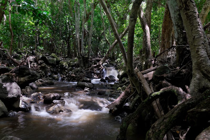 Molokai Forest