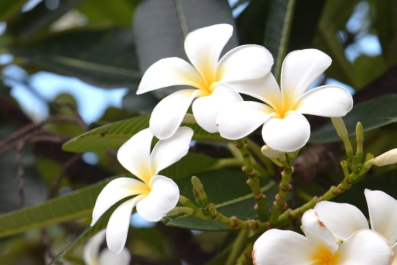 Molokai plumerias