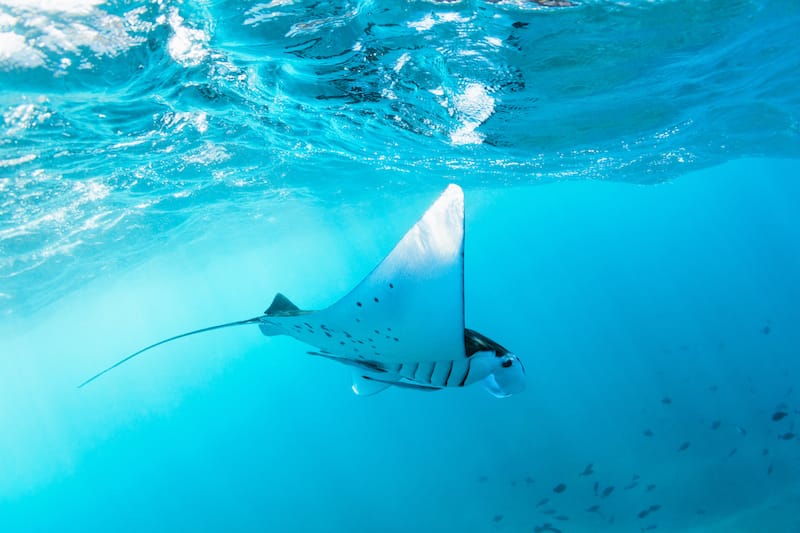 Scuba diving on the Big Island