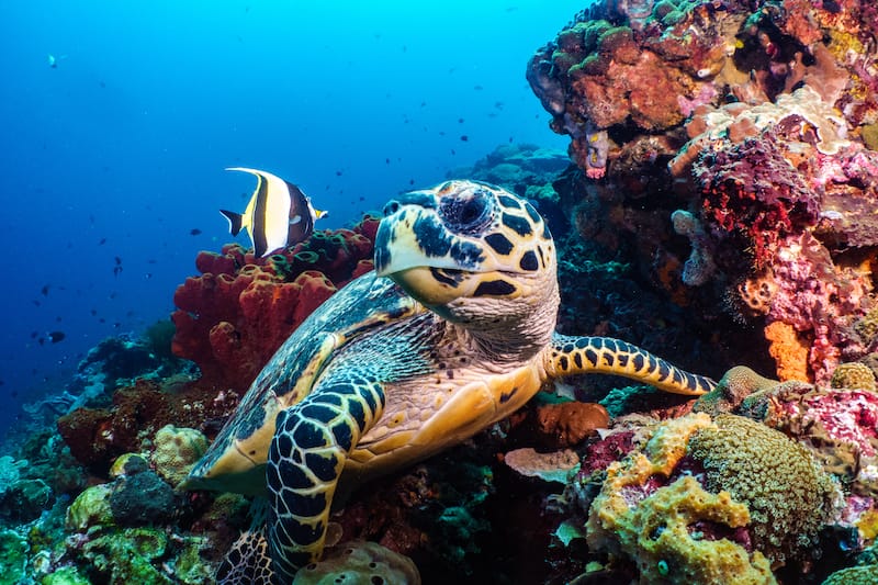 Scuba diving with turtles off the Big Island