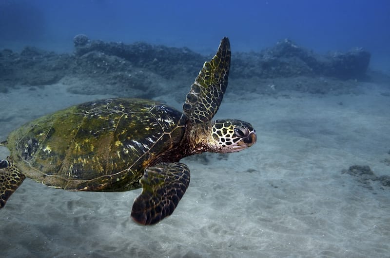 Snorkeling at Turtle Town