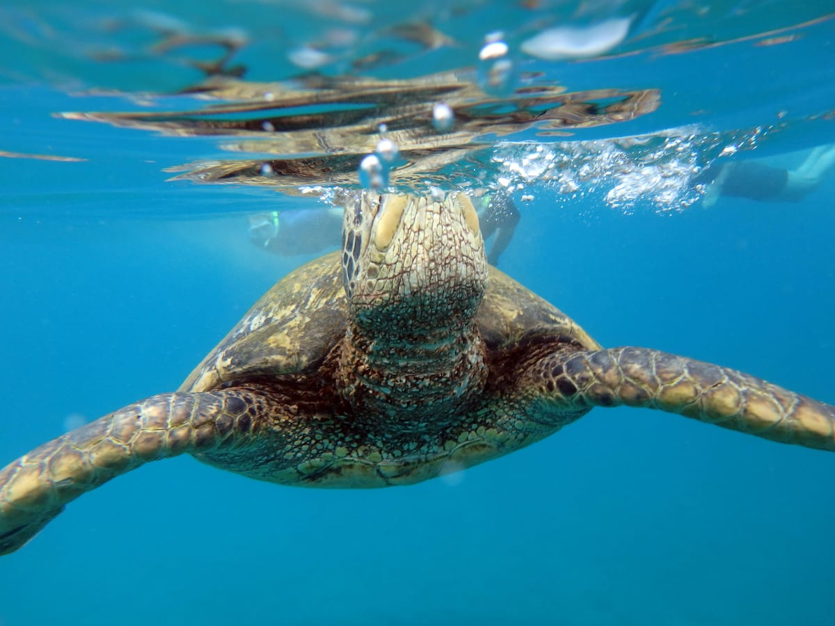 Snorkeling in Turtle Town