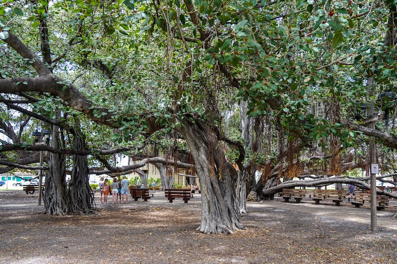 Banyan Tree Park