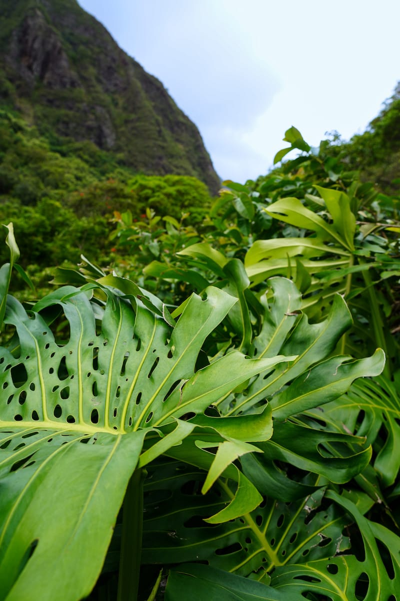 Inside Iao Valley