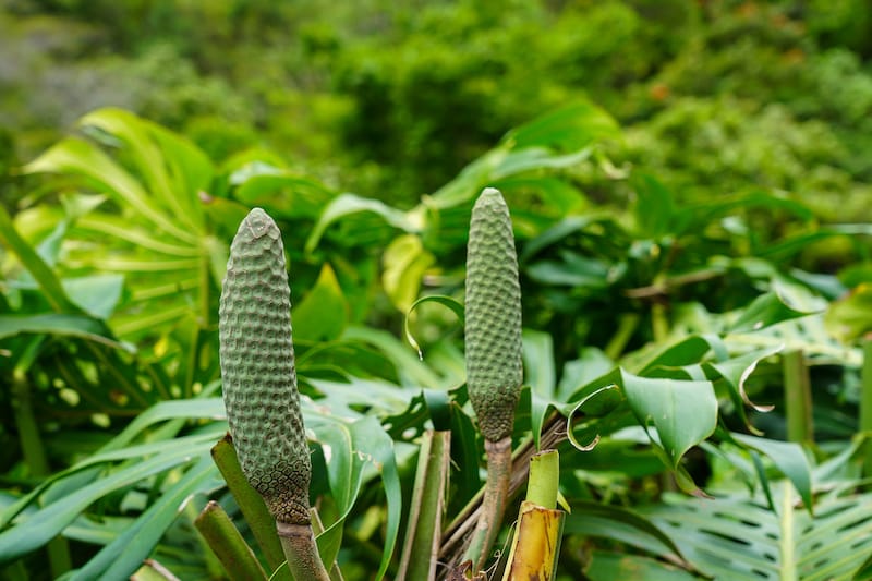 Gorgeous flora in the park!