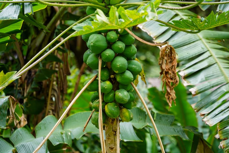 Papaya trees inside of Iao Valley