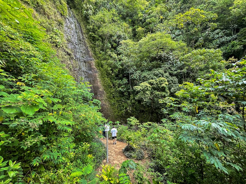 Hiking the Manoa Falls Trail-1-3