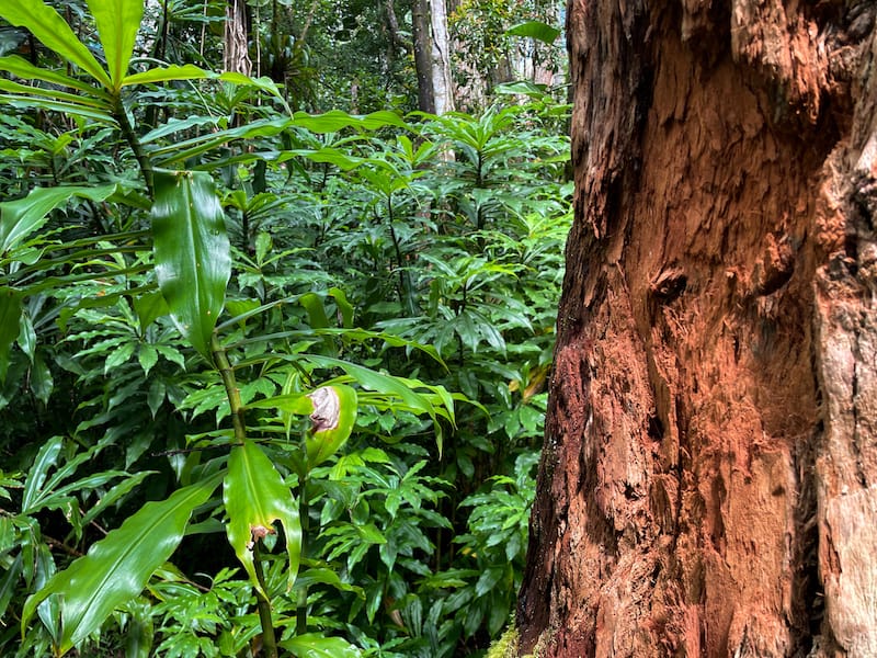 Hiking the Manoa Falls Trail-11