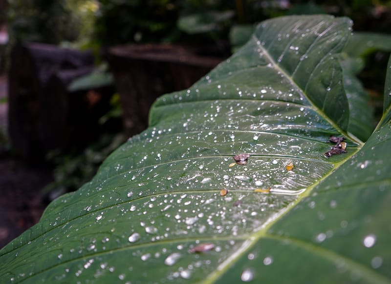 Hiking the Manoa Falls Trail-14