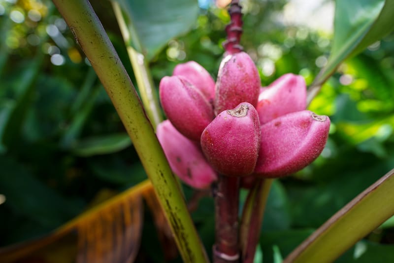 Hiking the Manoa Falls Trail-15