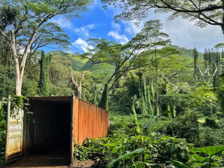 Hiking The Manoa Falls Trail In 2024 Tips Practical Info   Hiking The Manoa Falls Trail 2 768x576 