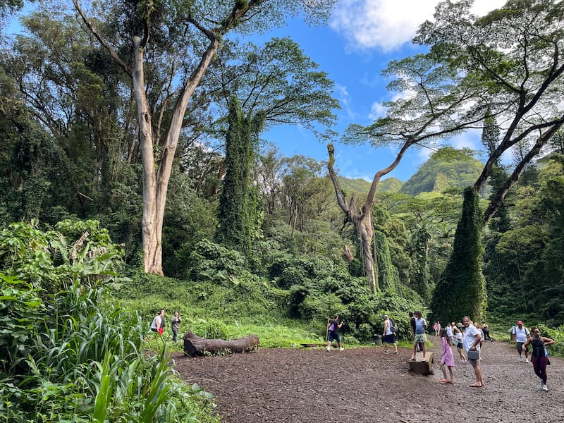 Hiking the Manoa Falls Trail-3