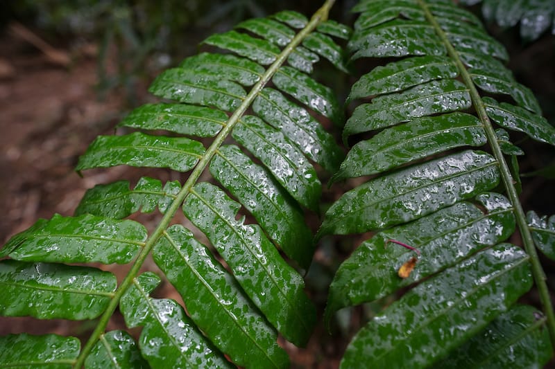 Hiking the Manoa Falls Trail-4-2