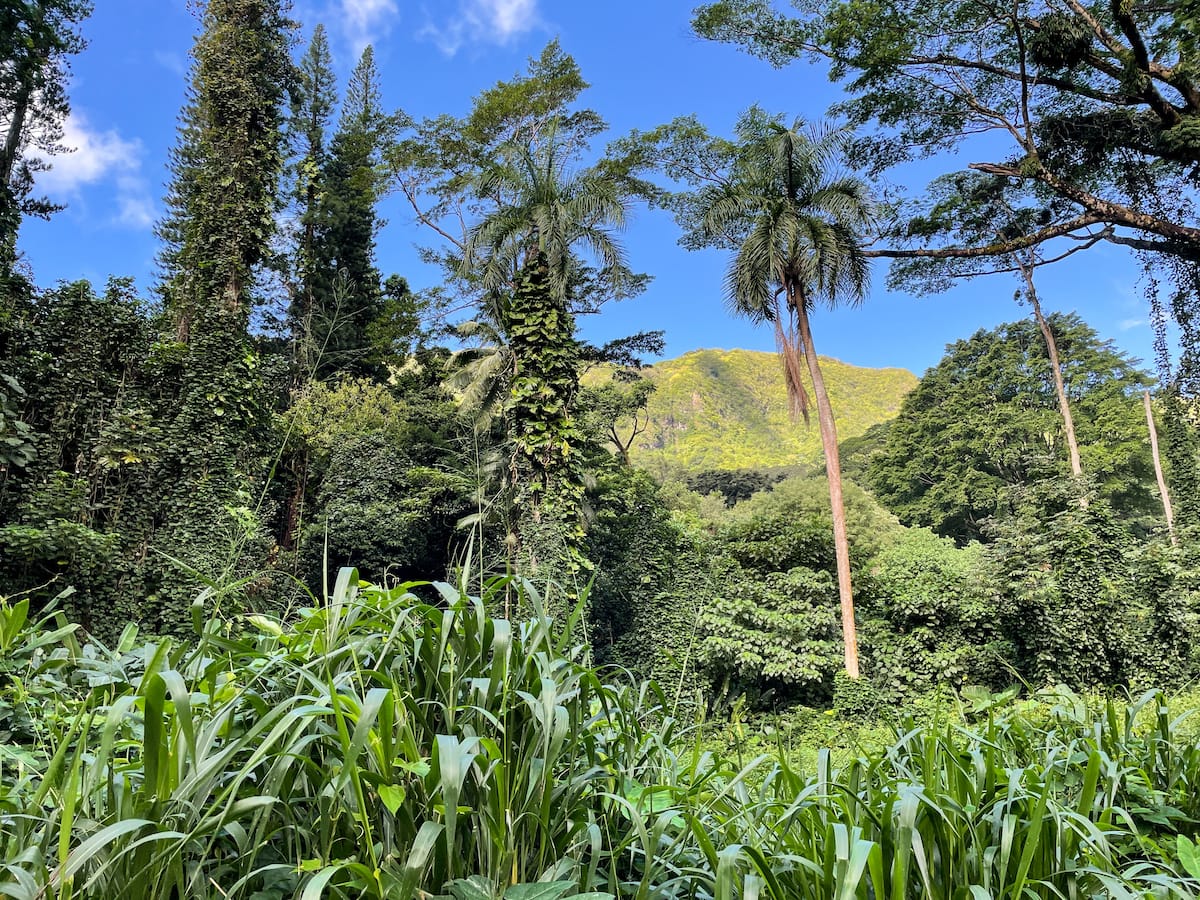 Hiking the Manoa Falls Trail-4