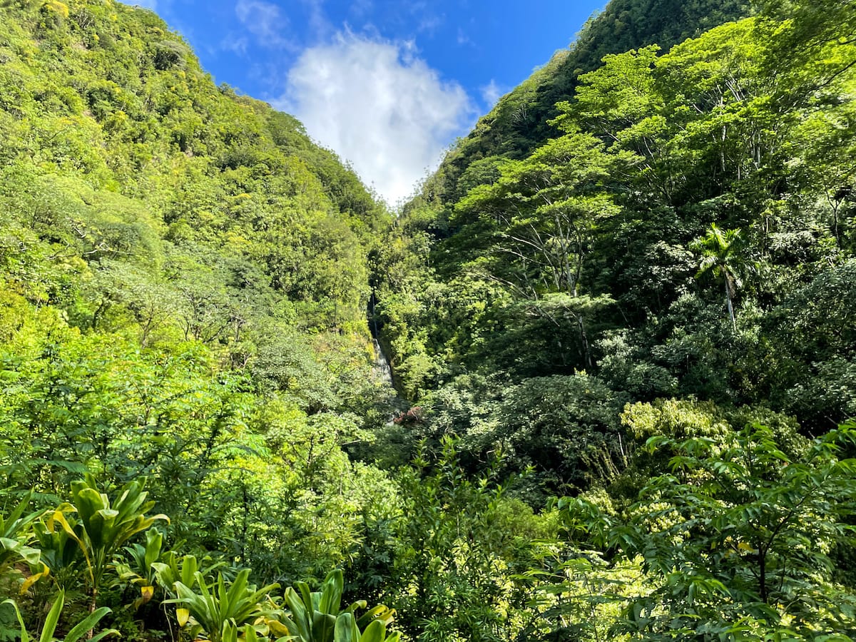 Hiking the Manoa Falls Trail-6