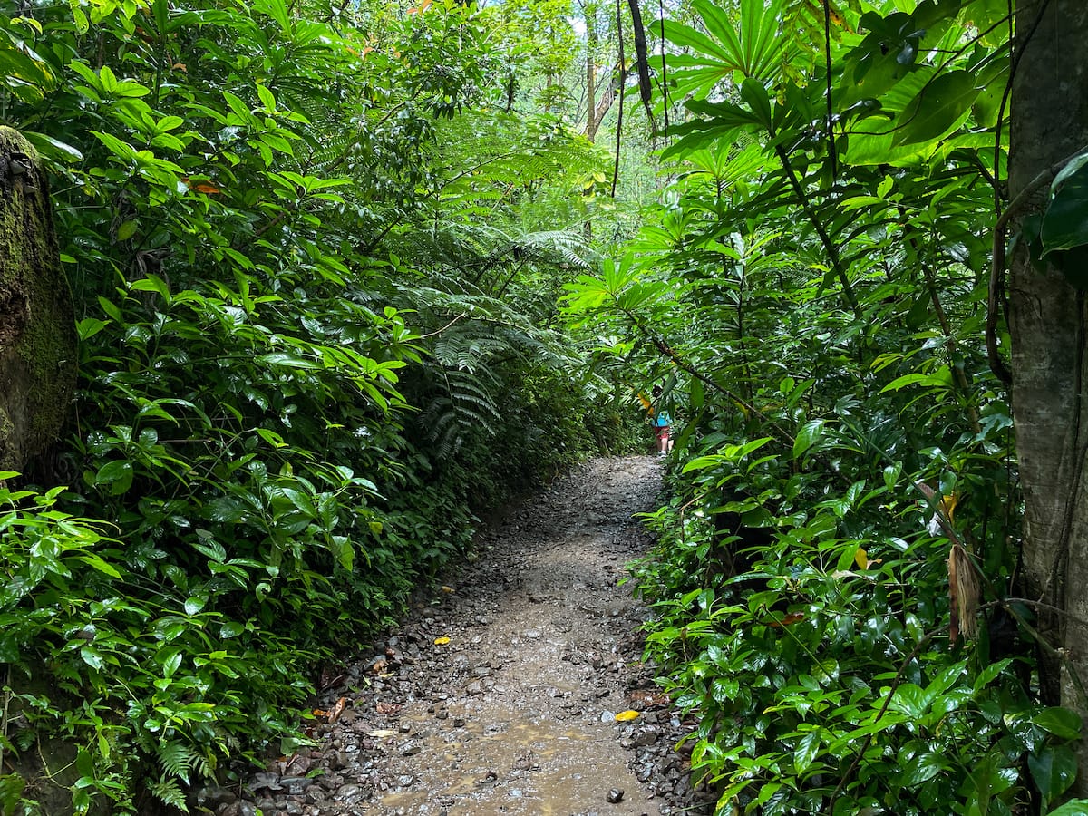 Hiking the Manoa Falls Trail-9