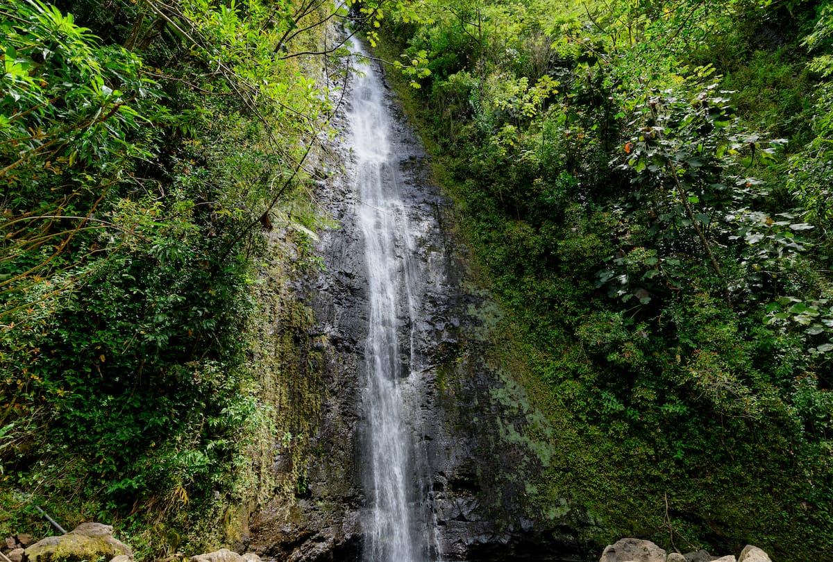 Hiking The Manoa Falls Trail In 2024 Tips Practical Info   Hiking The Manoa Falls Trail 