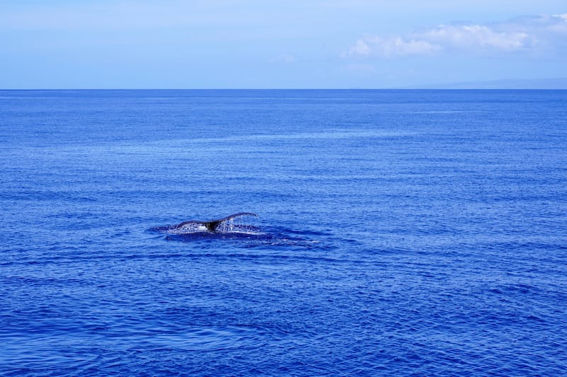 Humpback whale I saw