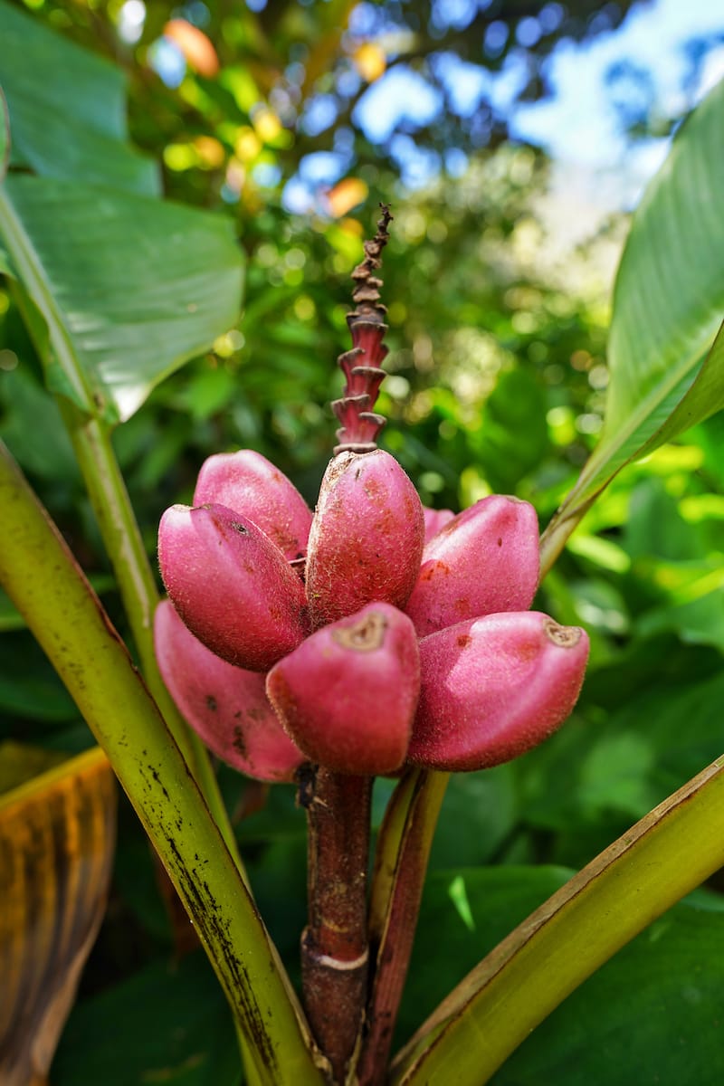 Lyon Arboretum