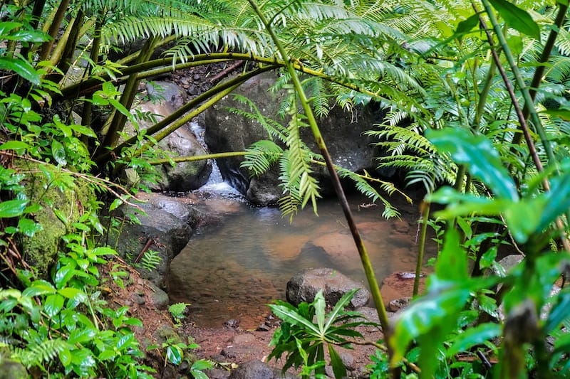 Manoa Falls + Lyon Arboretum Edited-8 copy