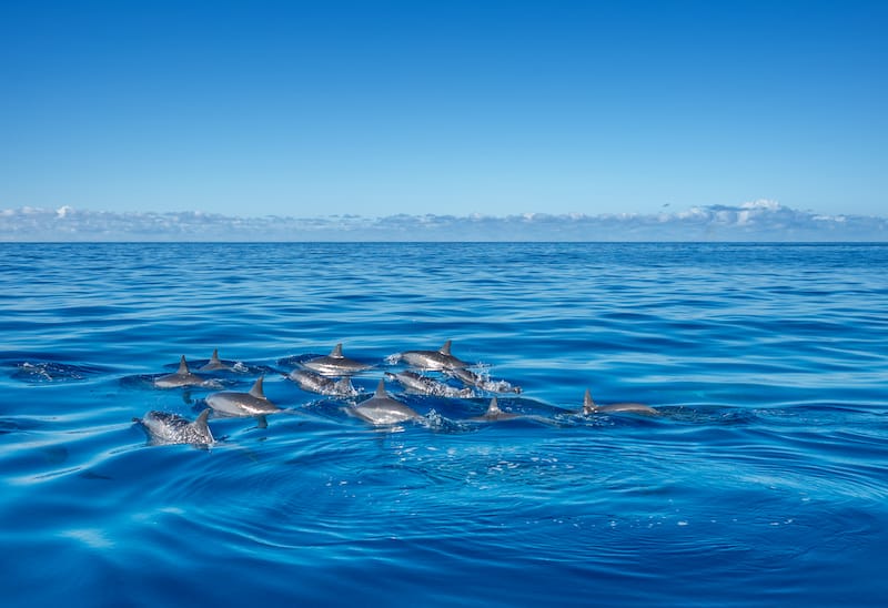 Pacific dolphins off of Waikiki