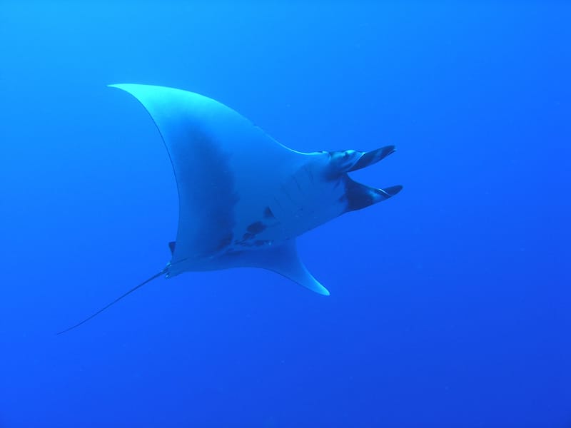Snorkeling with manta rays in Kona is a must!