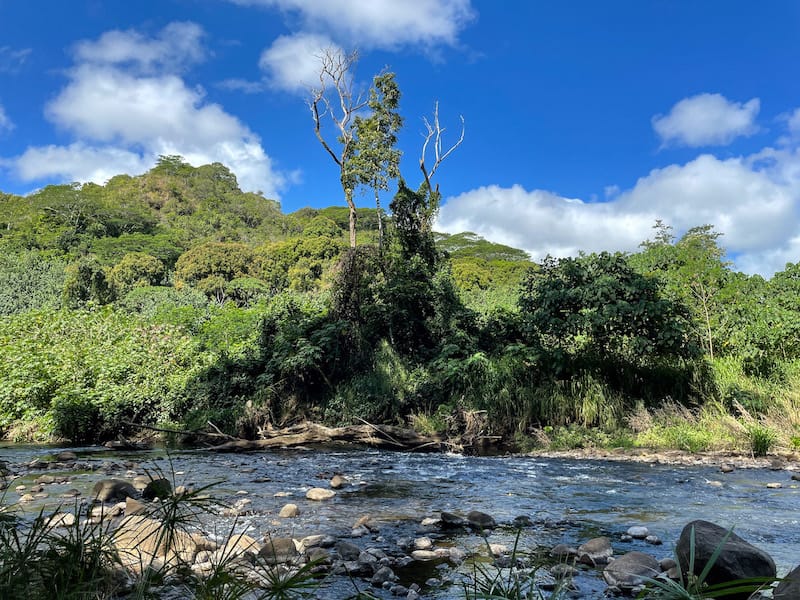 Wailua River Kayak Tour 5