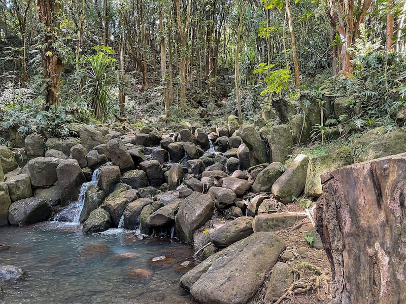 Wailua River Kayak Tour 8