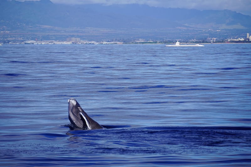 Whale watching in Honolulu