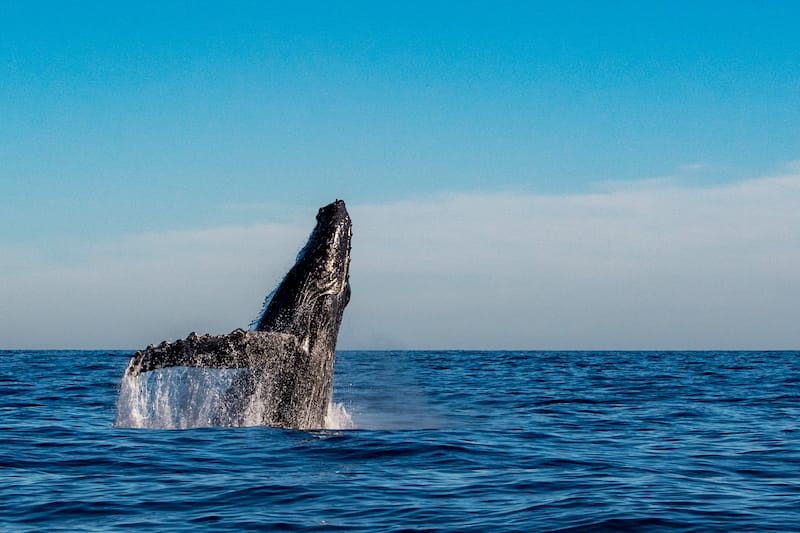 Whale watching in Kona