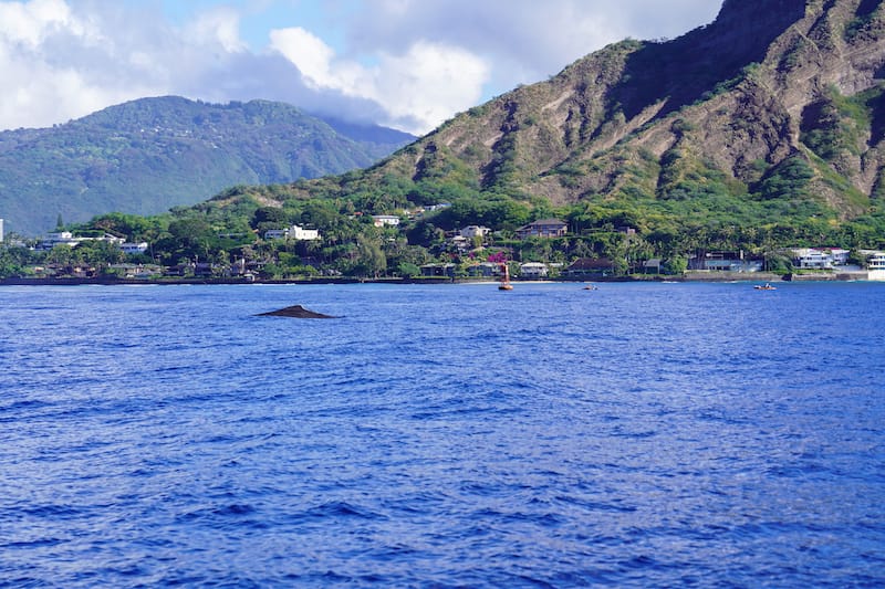 Whale watching is a perfect activity if youʻre there in winter!