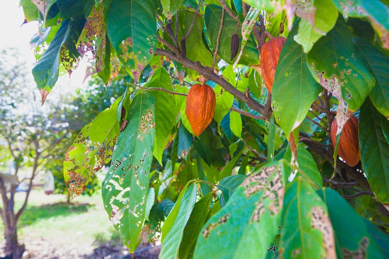 Chocolate farm in Hawaii