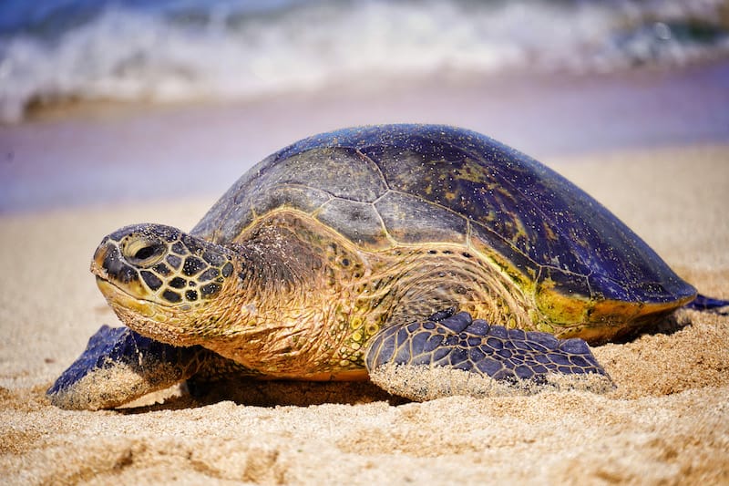 Turtle on Lanikea Beach