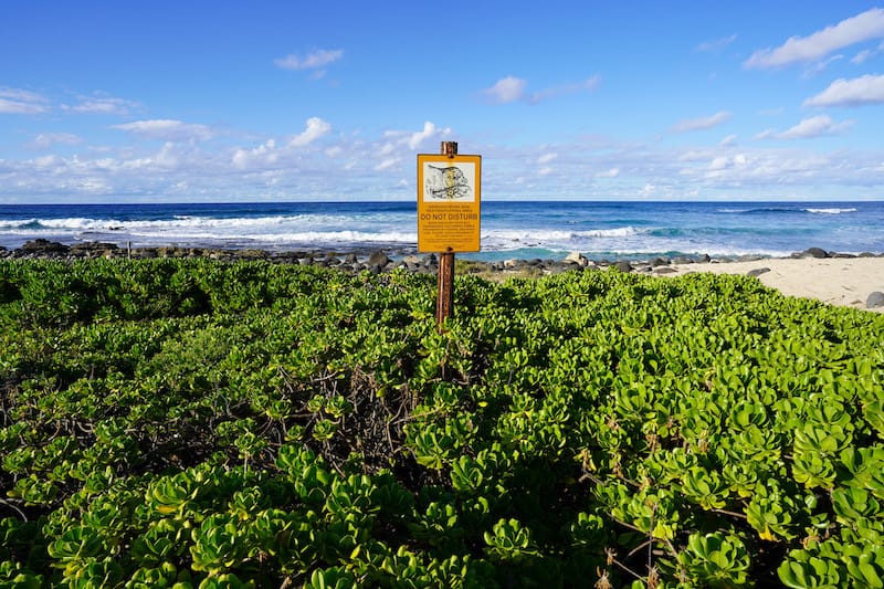 Monk seal signs along the Kaʻena Point Trail