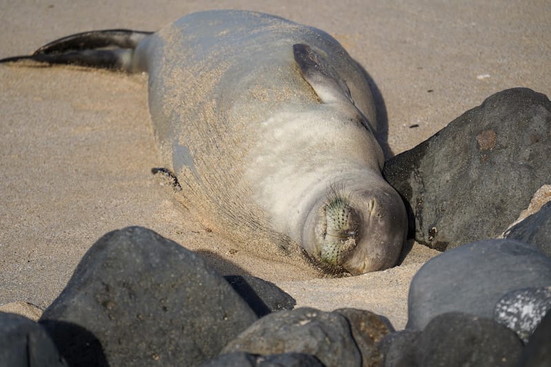 Hawaiian monk seal along Kaʻena Point Trail