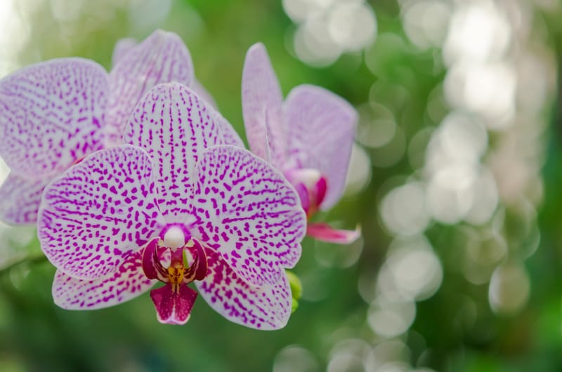 Beautiful Maui orchids