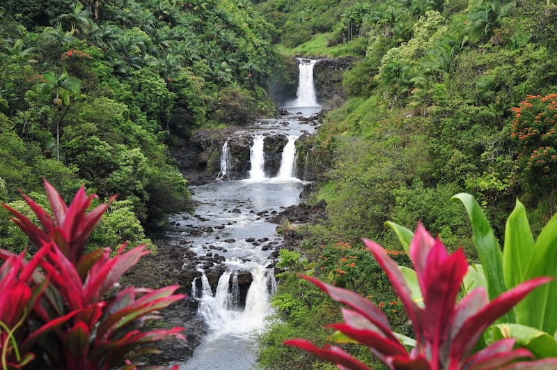 Botanical gardens near Hilo