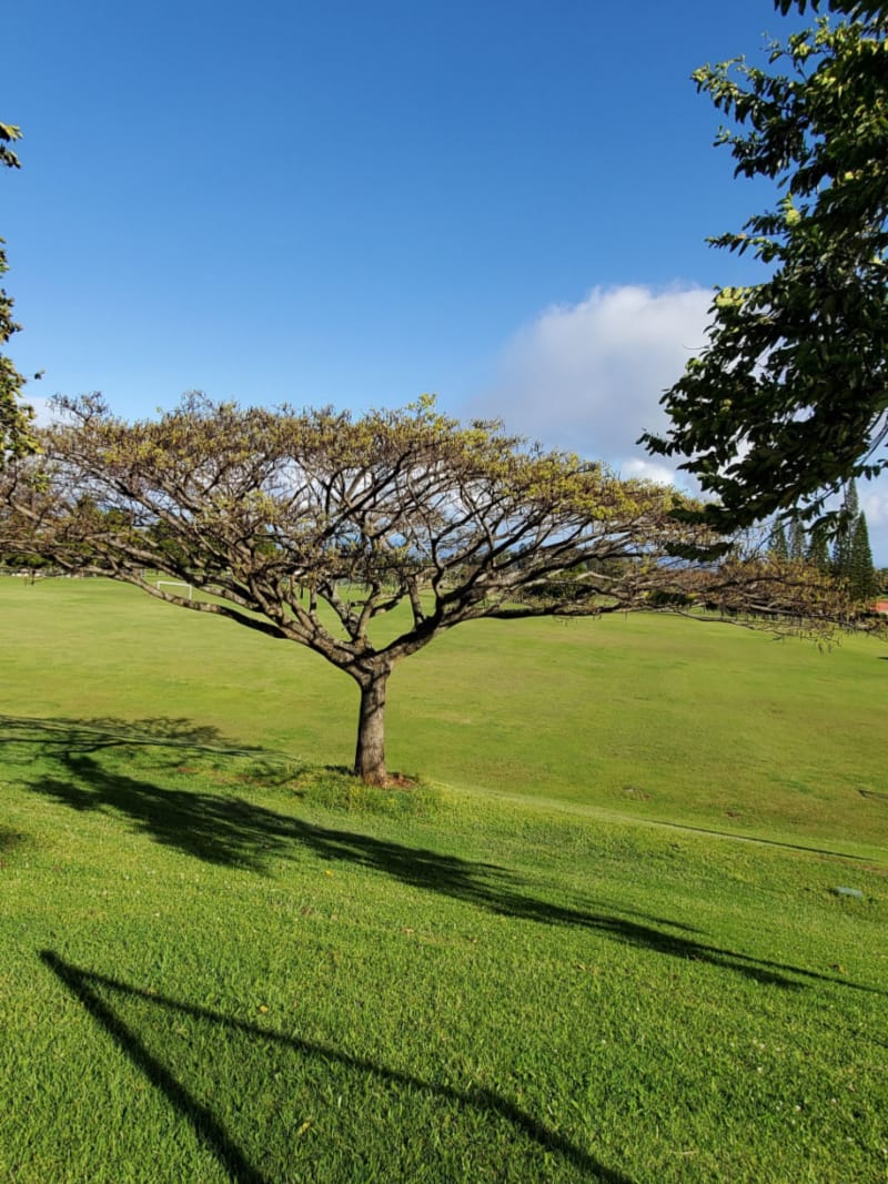 Eddie Tam Park on Maui