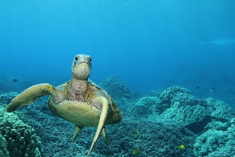 Hawaiian green sea turtle