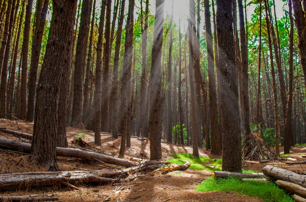 Makawao Forest Reserve