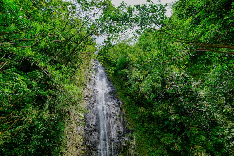 Manoa Falls