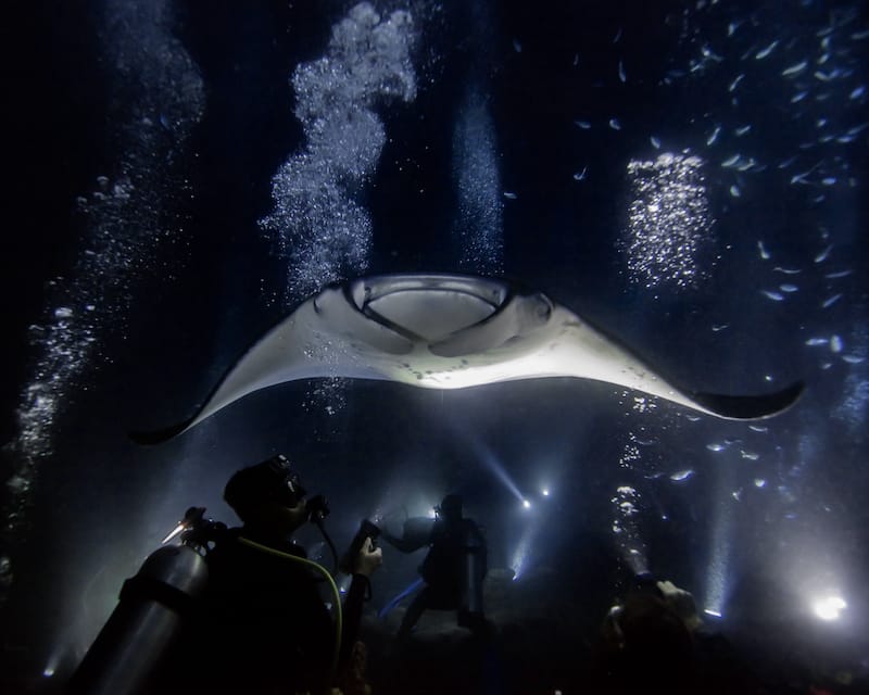Manta rays off coast of Kona at night